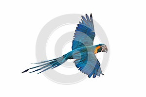 Colorful Blue-throated macaw parrot flying isolated on white