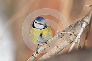 Colorful Blue tit sitting on the branch, spring.