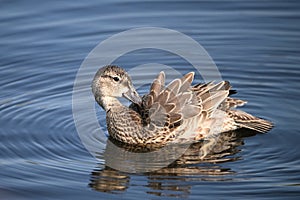 Colorful Blue- winged Teal duck with wings feathers spread