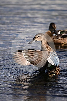 Colorful Blue- winged Teal duck with wings spread