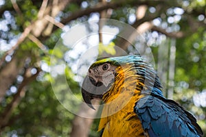 Colorful Blue Yellow Macaw Parrot Bird