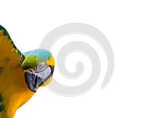 Colorful blue and yellow macaw parrot with open wings isolated on a white background