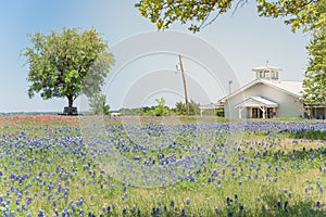 Colorful Bluebonnet blossom at farm in North Texas, America