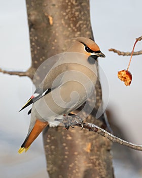 Colorful Bohemian Waxwing bird pausing while eating a crabapple tree fruit