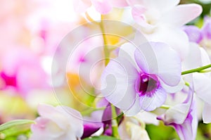 Colorful Bokeh,flower bokeh ,abstract background,Orchid Bokeh,Bokeh background, Elemnt of design,defocused.
