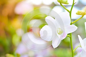 Colorful Bokeh,flower bokeh ,abstract background,Orchid Bokeh,Bokeh background, Elemnt of design,defocused.