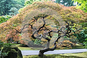 Colorful Bonsai Tree, Japanese Garden in Washington Park, Portland