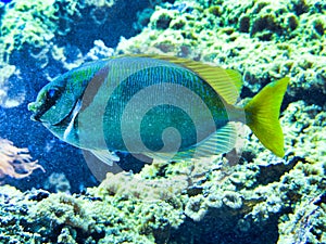 colorful bony subtropical unicorn acanthurus fish