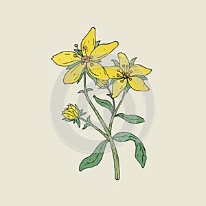 Colorful botanical drawing of St John s wort in bloom. Tender yellow flowers growing on green stem with leaves hand