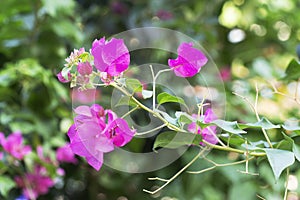 Colorful bougainvillea flowers blossoms