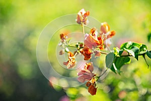 Colorful Bougainvillea flowers at Caudan,Mauritius,Africa