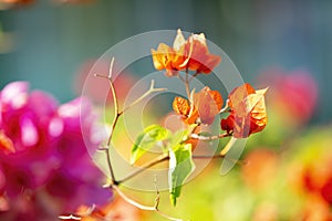 Colorful Bougainvillea flowers at Caudan,Mauritius,Africa