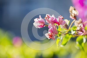 Colorful Bougainvillea flowers at Caudan,Mauritius,Africa