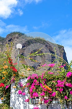 Colorful Bougainvillea flowers on a fence in Madeira, Portugal. Typical Mediterranean flower. Thorny ornamental vines, bushes, or