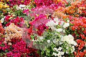Colorful bouganvilla flowers in an exposition