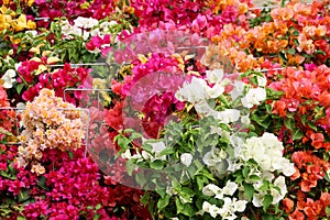 Colorful bouganvilla flowers in an exposition photo