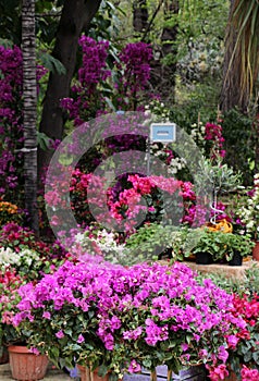 Colorful bouganvilla flowers in an exposition photo