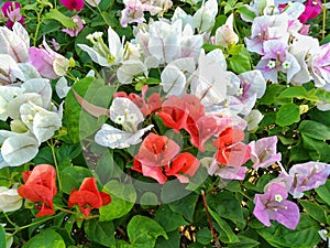 Colorful Bougaville flower