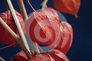 Colorful bouquet of bright orange physalis. Picturesque plant lanterns close-up, natural background