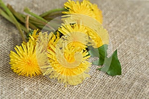 Colorful bouquet of bright yellow dandelions, flowers close-up on burlap, canvas, rustic background, concept of spring