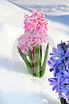 Colorful bouquet from hyacinth