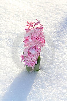 Colorful bouquet from hyacinth