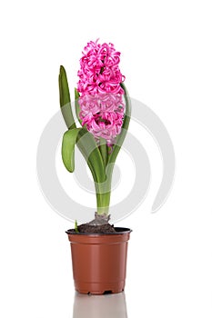 Colorful bouquet from hyacinth arrangement centerpiece isolated