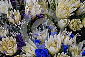 Colorful bouquet of King Proteas â€“ the national flower of South Africa