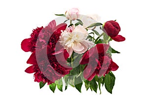 Colorful Bouquet of Peonies ob white background