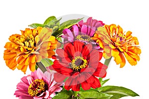 Colorful bouquet of summer zinnias isolated on a white