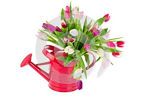 Colorful bouquet tulips in watering can