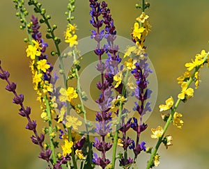 Colorful bouquet of yellow and purple wild flower of Agrimony and Woodland sage