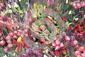 Colorful bouquets of tulips in a package, ready for sale. Spring flowers.