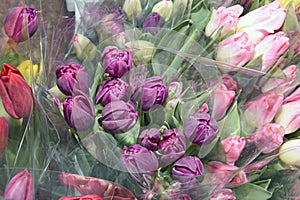 Colorful bouquets of tulips in a package, ready for sale. Spring flowers.