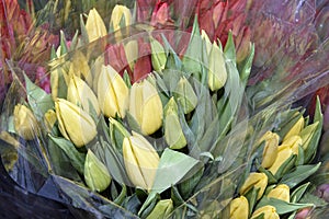 Colorful bouquets of tulips in a package, ready for sale. Spring flowers.