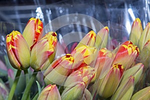 Colorful bouquets of tulips in a package, ready for sale. Spring flowers. Close up.