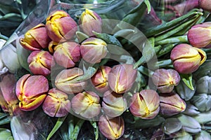 Colorful bouquets of tulips in a package, ready for sale. Spring flowers. Close up.