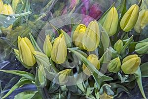 Colorful bouquets of tulips in a package, ready for sale. Spring flowers. Close up.