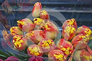 Colorful bouquets of tulips in a package, ready for sale. Spring flowers. Close up.