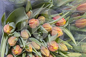 Colorful bouquets of tulips in a package, ready for sale. Spring flowers. Close up.