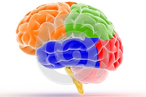 Colorful Brain