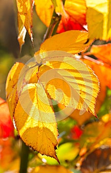 Colorful Brambleberry leaves