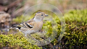 Colorful Brambling, Fringilla montifringilla, perched on the ground amid autumn foliage