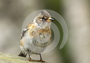 Colorful Brambling, Fringilla montifringilla standing