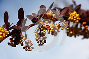 Colorful branch of a barberry.