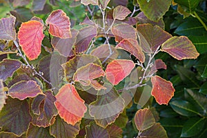 Colorful branches of a hamamelis bush in autumn