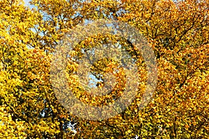 Colorful branches with yellow and orange foliage