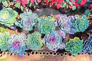 Colorful Brassica oleraceae in the garden