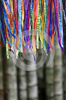 Colorful Brazilian Carnival Wish Ribbons Bamboo Forest Jungle