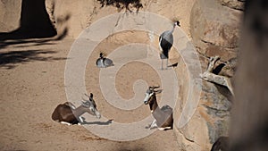 Colorful brids and antilopes together at The zoo with rocky Brown background